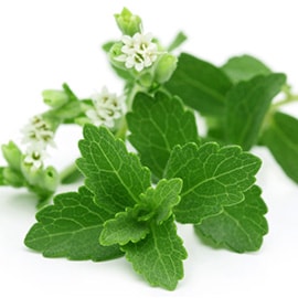 Stevia Stevia