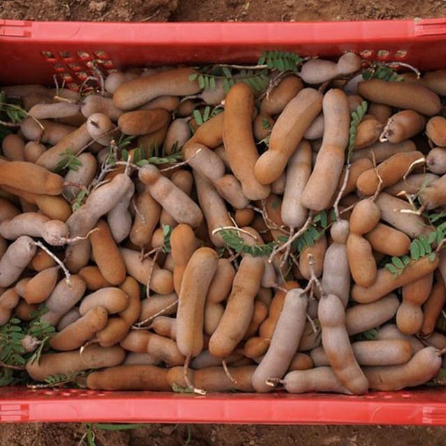 所有关于罗望子